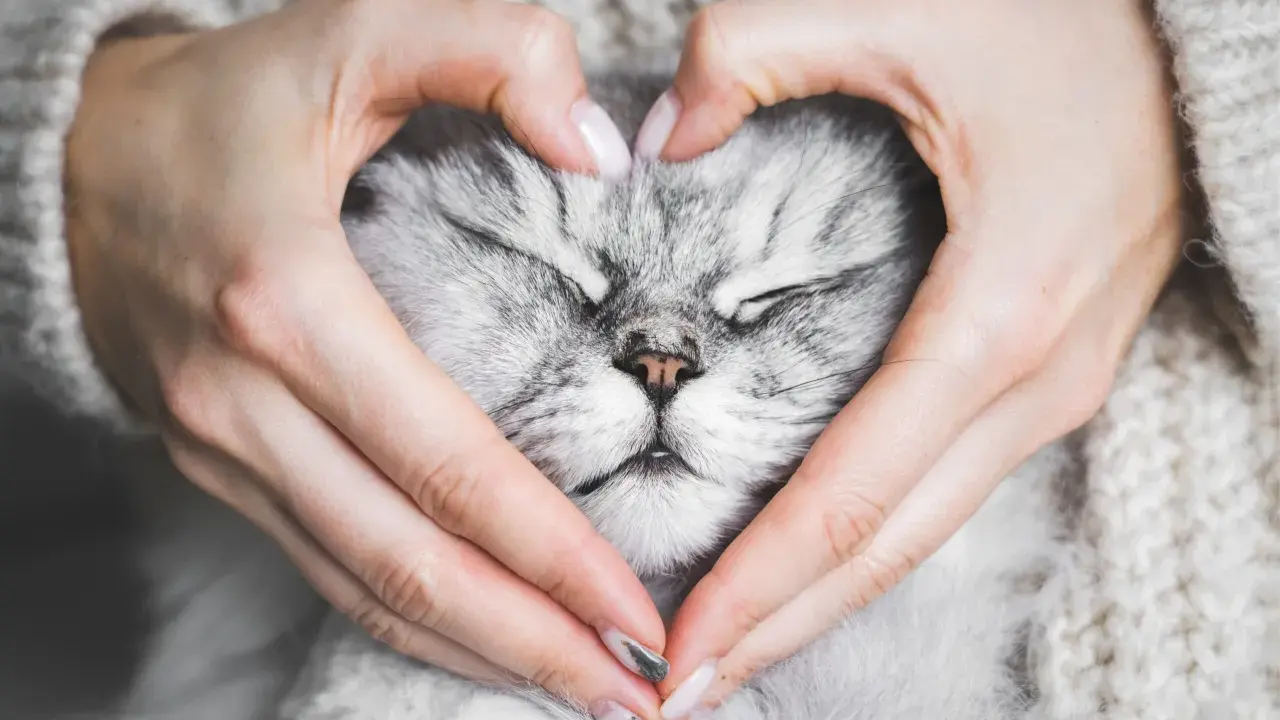 Sanfte Hände formen ein Herz um das schlafende Gesicht einer Katze. Ein Moment, der die Frage aufwirft: Haben Tiere eine Seele?