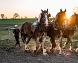 Ein Junge im Strohhut führt drei kräftige Pferde im Sonnenuntergang. Ein Bild, das die Traditionen der Amish-Religion widerspiegelt.