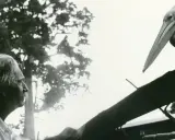 Ein Pelikan blickt auf einen Mann, der sich fragt: wer war Albert Schweitzer? Ein Moment der Ruhe im Dschungel.