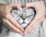 Sanfte Hände formen ein Herz um das schlafende Gesicht einer Katze. Ein Moment, der die Frage aufwirft: Haben Tiere eine Seele?