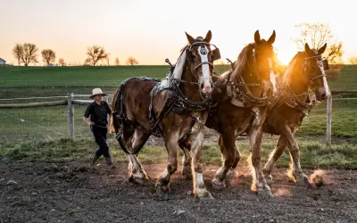 Ein Junge im Strohhut führt drei kräftige Pferde im Sonnenuntergang. Ein Bild, das die Traditionen der Amish-Religion widerspiegelt.