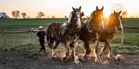Ein Junge im Strohhut führt drei kräftige Pferde im Sonnenuntergang. Ein Bild, das die Traditionen der Amish-Religion widerspiegelt.