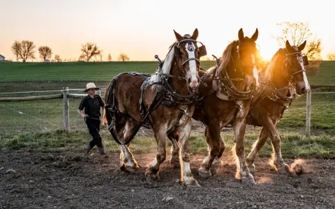 Ein Junge im Strohhut führt drei kräftige Pferde im Sonnenuntergang. Ein Bild, das die Traditionen der Amish-Religion widerspiegelt.
