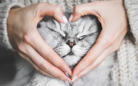 Sanfte Hände formen ein Herz um das schlafende Gesicht einer Katze. Ein Moment, der die Frage aufwirft: Haben Tiere eine Seele?