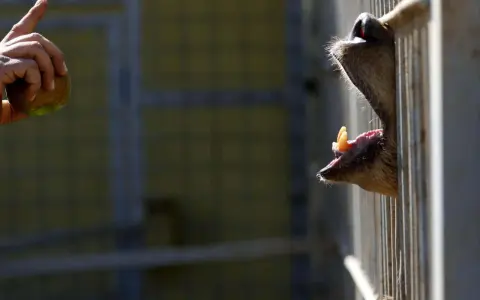 Ein Affe streckt den Kopf durch Gitterstäbe, um einen Apfel zu greifen. Dies wirft Fragen zur kantischen Tierethik auf.