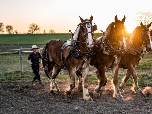Ein Junge im Strohhut führt drei kräftige Pferde im Sonnenuntergang. Ein Bild, das die Traditionen der Amish-Religion widerspiegelt.