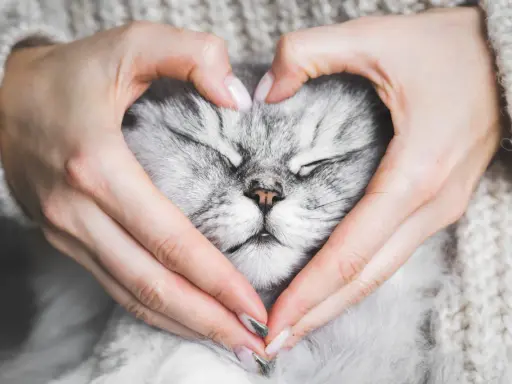 Sanfte Hände formen ein Herz um das schlafende Gesicht einer Katze. Ein Moment, der die Frage aufwirft: Haben Tiere eine Seele?