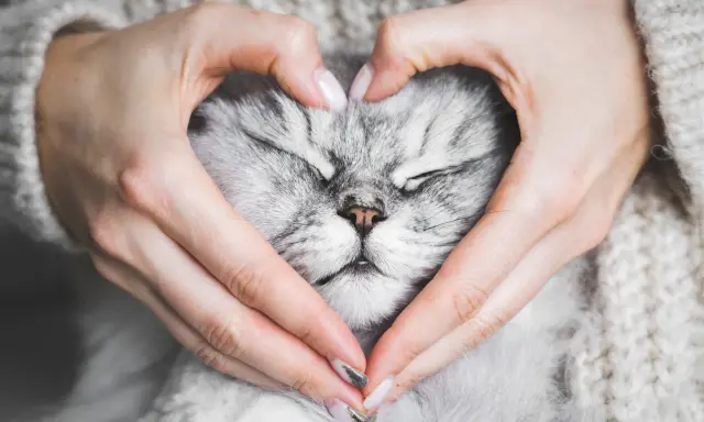 Sanfte Hände formen ein Herz um das schlafende Gesicht einer Katze. Ein Moment, der die Frage aufwirft: Haben Tiere eine Seele?