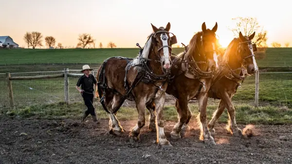 Ein Junge im Strohhut führt drei kräftige Pferde im Sonnenuntergang. Ein Bild, das die Traditionen der Amish-Religion widerspiegelt.